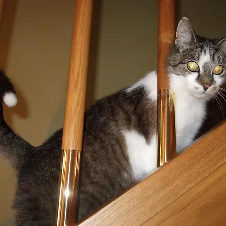 Trattner Апартаменты *