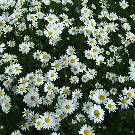 Trattner Апартаменты