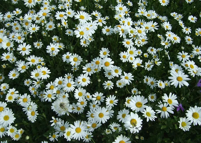 Trattner Appartamento